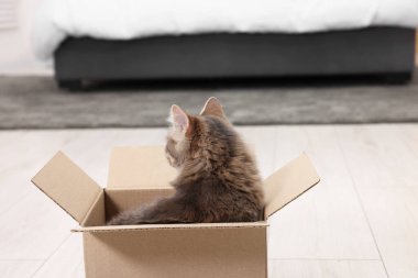 Evdeki karton kutunun içinde sevimli tüylü kedi.