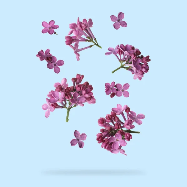 Aromatic lilac flowers falling on light blue background