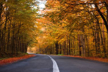 Sonbahar ormanlarından geçen asfalt yolun güzel manzarası.