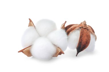 Güzel pofuduk pamuk çiçekleri beyaz üzerine izole edilmiş