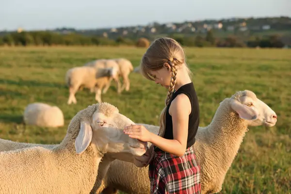 Fille Nourrir Les Moutons Sur Les Pâturages Animaux Ferme — Photo
