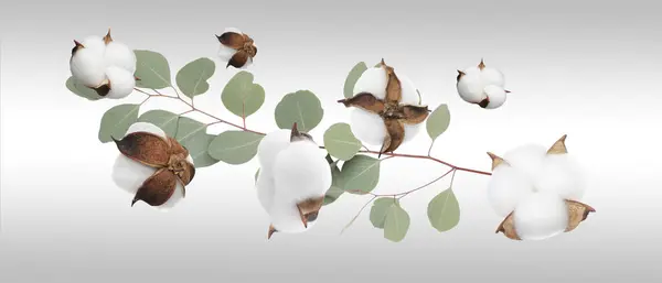 Cotton flowers and eucalyptus leaves falling on light grey gradient background