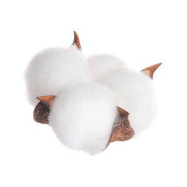 Güzel pofuduk pamuk çiçeği bembeyaz