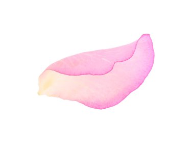 Yumuşak pembe gül yaprağı beyaz üzerinde izole