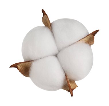 Bir pofuduk pamuk çiçeği beyaza izole edilmiş