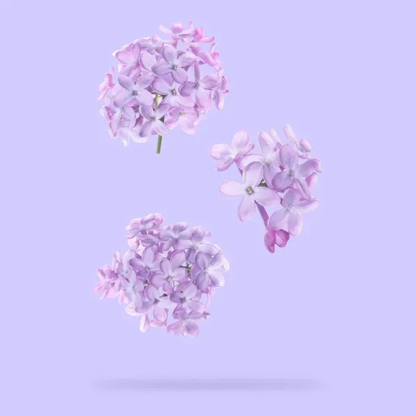 Aromatic lilac flowers falling on light violet background