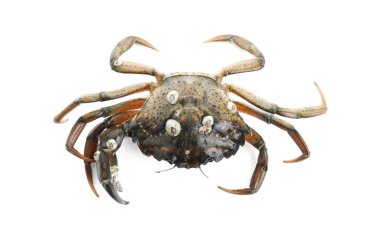 Bir taze çiğ yengeç beyaza izole edilmiş, üstten.