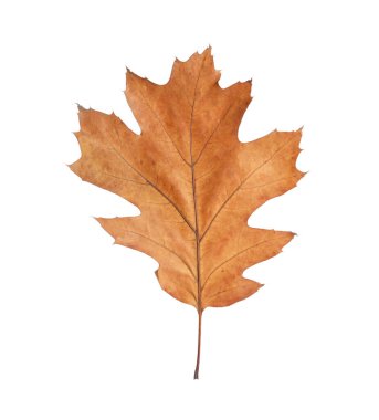 Bir kuru sonbahar yaprağı beyaza izole edilmiş.