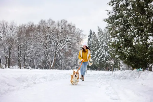 Güzel Pembroke Galli Corgi köpeği olan bir kadın karlı parkta koşuyor.