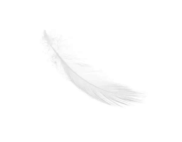 Beautiful Fluffy Bird Feather Isolated White — Stock Photo, Image