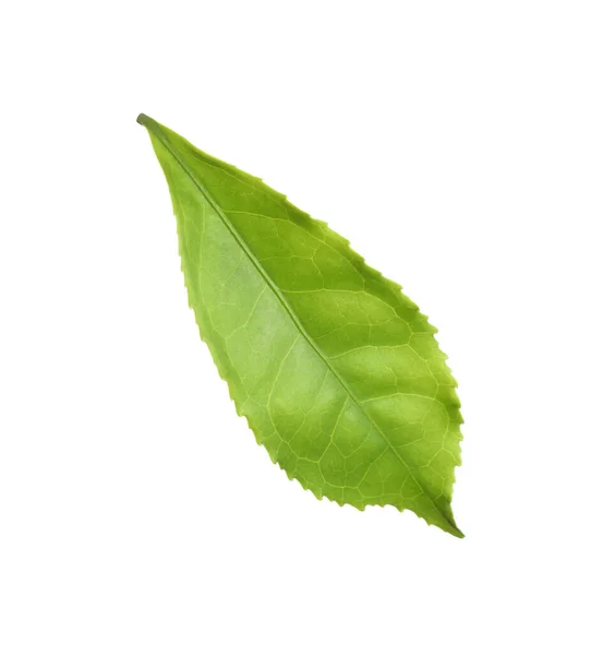 Fresh Green Tea Leaf Isolated White Stock Picture