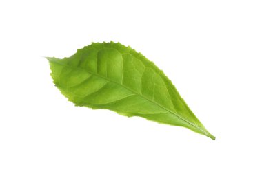 Taze yeşil çay yaprağı beyaza izole edilmiş.