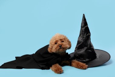 Cadılar Bayramı kutlaması için cadılar bayramı şapkalı sevimli Maltipoo köpeği açık mavi arka planda.