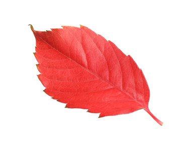 Bir kırmızı sonbahar yaprağı beyaza izole edilmiş.