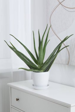İçerideki çekmecede saksıda yeşil aloe vera