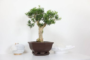 Tenceredeki güzel bonsai ağacı ve masa üzerindeki dekorasyon elemanları ışık duvarına karşı.