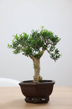 Tahta masadaki saksıda güzel bonsai ağacı