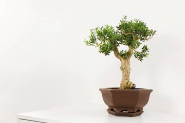 Masadaki tenceredeki güzel bonsai ağacı ışık duvarına karşı, metin için yer