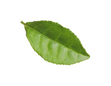 Taze yeşil çay yaprağı beyaza izole edilmiş.