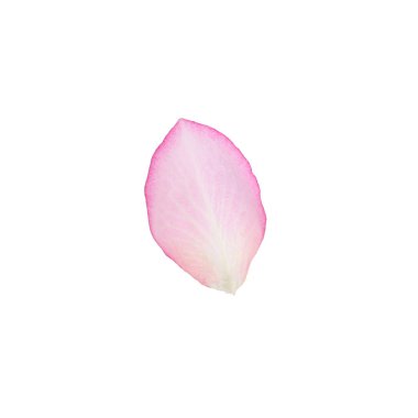 Yumuşak pembe gül yaprağı beyaz üzerinde izole