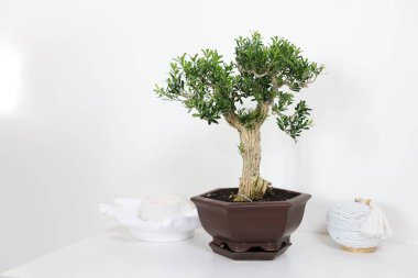 Tenceredeki güzel bonsai ağacı ve masa üzerindeki dekor elementleri ışık duvarına karşı, metin için yer