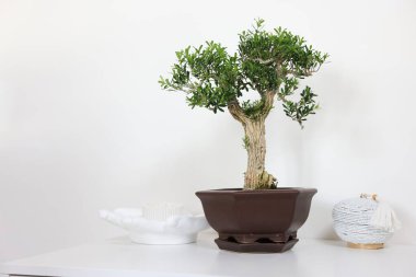 Tenceredeki güzel bonsai ağacı ve masa üzerindeki dekor elementleri ışık duvarına karşı, metin için yer