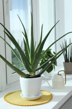 Pencere kenarında yeşil aloe vera bitkisi