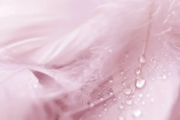 Puszyste Różowe Pióra Kroplami Wody Jako Tłem Zbliżenie — Zdjęcie stockowe