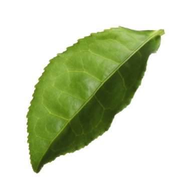 Taze yeşil çay yaprağı beyaza izole edilmiş.