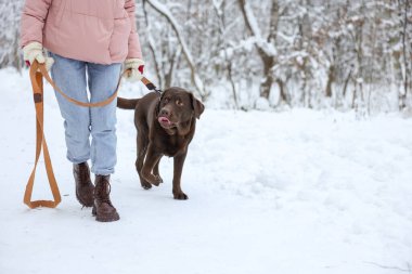 Karlı parkta Labrador Retriever köpeğiyle yürüyen bir kadın, yakın plan. Metin için boşluk