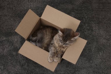 Halıdaki karton kutuda sevimli pofuduk kedi, üst manzara.
