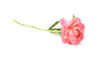 Güzel çiçek açan pembe şakayık beyazda izole edilmiş