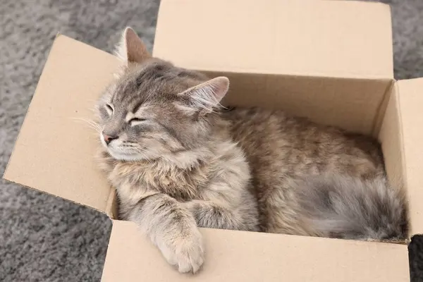 Cute fluffy cat in cardboard box on carpet