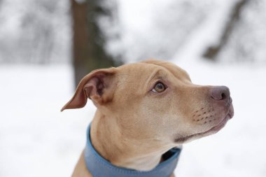 Kar parkında şirin bir köpeğin portresi