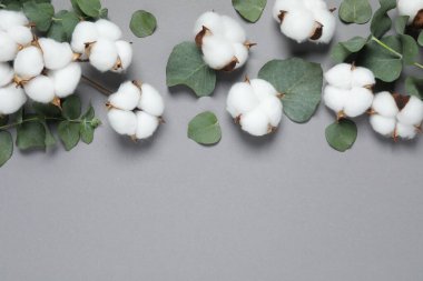 Pamuk çiçekleri ve okaliptüs yaprakları gri arka planda, düz yerde. Metin için boşluk