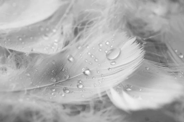 Nadýchané Bílé Peří Kapkami Vody Jako Pozadí Detailní Záběr — Stock fotografie