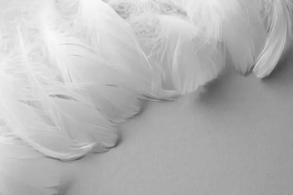 毛茸茸的白色羽毛 背景浅 案文的篇幅 — 图库照片