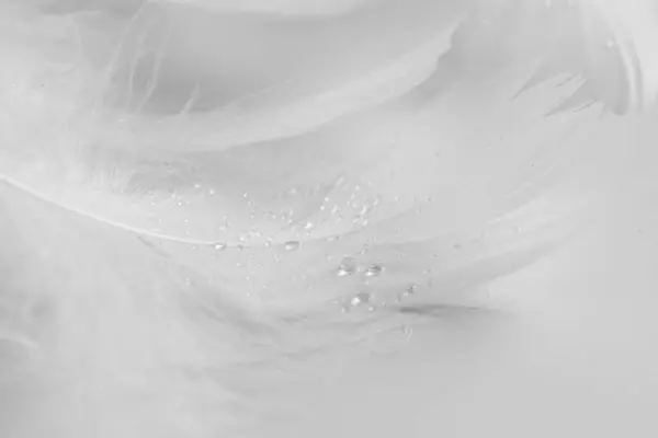 美丽的绒毛鸟羽毛 水滴在白色背景上 — 图库照片
