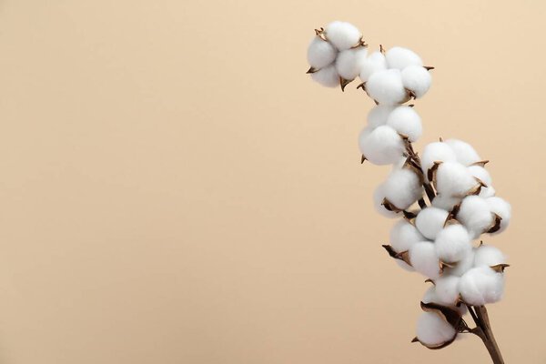 Beautiful cotton branch with fluffy flowers on beige background, space for text