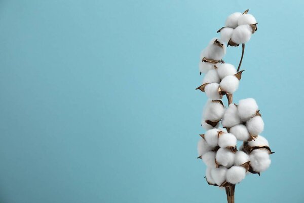 Beautiful cotton branch with fluffy flowers on light blue background, space for text