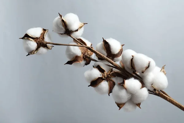 Beautiful cotton branch with fluffy flowers on light grey background