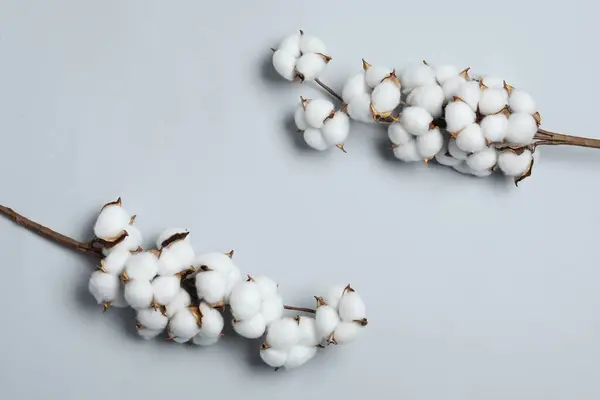 Beautiful cotton branches with fluffy flowers on light grey background, flat lay. Space for text