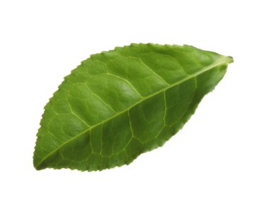 Taze yeşil çay yaprağı beyaza izole edilmiş.