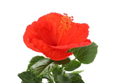 Güzel kırmızı amber çiçeği ve yeşil yapraklar beyaz üzerine izole edilmiş.