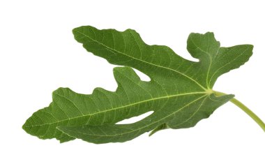 İncir ağacından bir yeşil yaprak beyaza izole edilmiş.