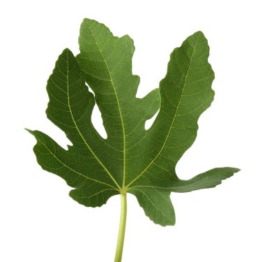 İncir ağacından bir yeşil yaprak beyaza izole edilmiş.