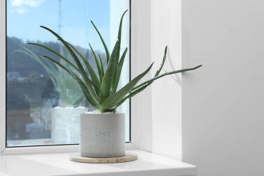 Pencere pervazında güzel bir aloe vera bitkisi var.