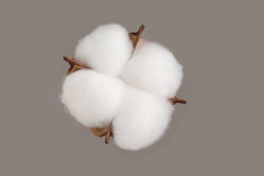 Bej arka planda güzel pofuduk pamuk çiçek, üst manzara