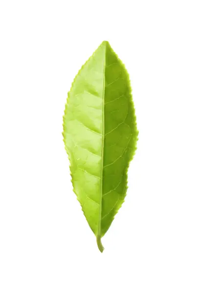 Frischer Grüner Tee Blatt Isoliert Auf Weiß lizenzfreie Stockfotos