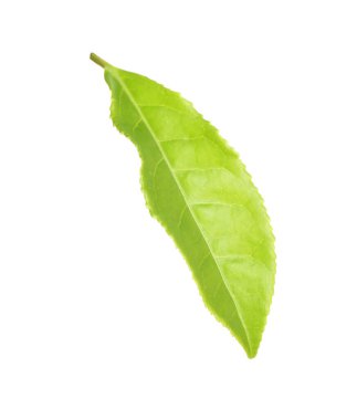 Taze yeşil çay yaprağı beyaza izole edilmiş.